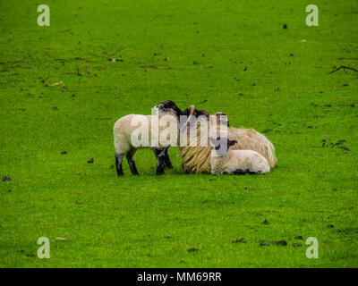 Schafe in Irland - eine typische Ansicht Stockfoto