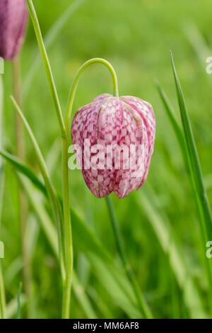 Die Schlange Kopf fritillary (Fritillaria meleagris) Frühling wilde Blume Stockfoto