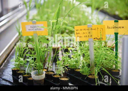 Bayer Unkrautresistenz Competence Center Stockfoto