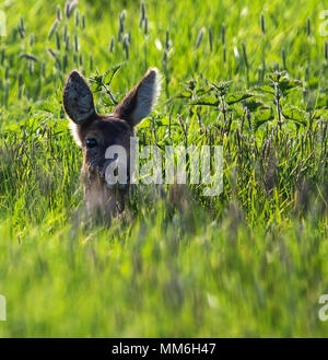 Rehe doe Ruhen im Grünland Stockfoto