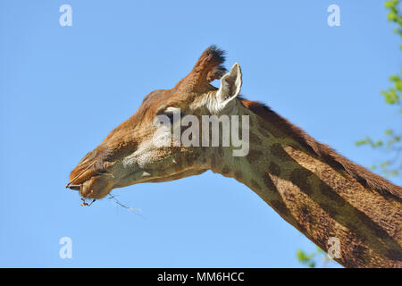 Giraffe (Giraffa Camelopardalis giraffa). Schöne Portrait gegen den blauen Himmel Stockfoto