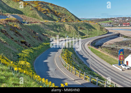 BANFF ABERDEENSHIRE SCOTLAND ZUFAHRTSSTRASSEN ZU DEN BURGH gesäumt mit Narzissen im Frühjahr Stockfoto
