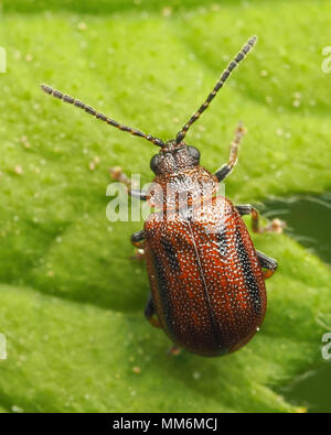 Weißdorn Blatt Käfer (Lochmaea crataegi) Dorsalansicht der Probe auf Weißdorn-Blätter. Tipperary, Irland Stockfoto