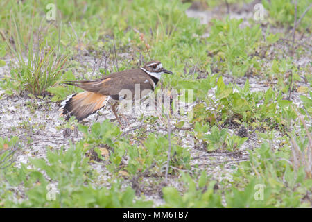 Ein nistkasten killdeer Verletzungen vorzutäuschen. Stockfoto