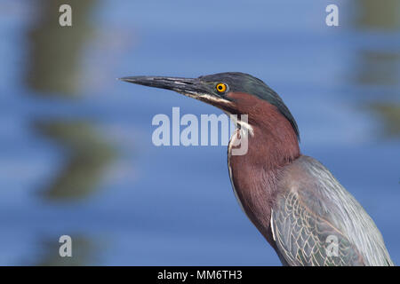 Porträt eines Green Heron. Stockfoto