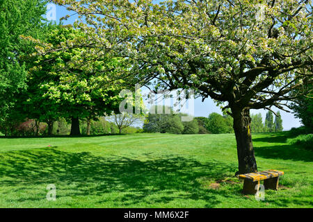 Leere Sitzbank unter blühenden Kirschbaum in Park Landschaft Stockfoto