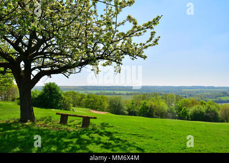 Leere Sitzbank unter blühenden Kirschbaum in Parklandschaft mit Blick auf gordano Tal Stockfoto