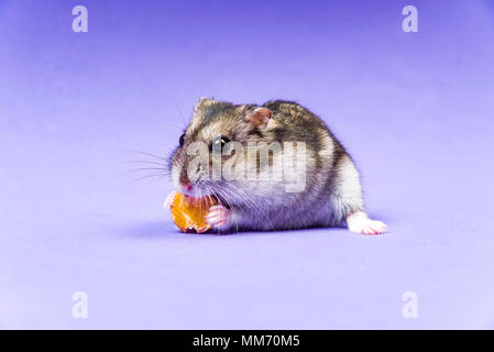 Hamster grauen sibirischen auf einem Lila blauer Hintergrund Stockfoto