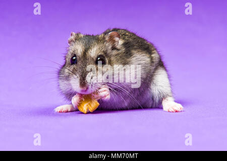 Hamster grauen sibirischen auf einem Lila blauer Hintergrund Stockfoto