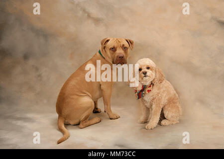 Portrait von Pit Bull und Cockapoo Frontkamera mit neugierigen Blicke im Studio Stockfoto