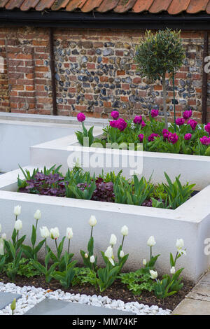 Tiered angehobenen Betten erbrachte Blockwork, mit Heuchera 'Blackberry Jam', Tulipa 'Victoria's Secret' und drei Viertel standard Olea eu gepflanzt Stockfoto