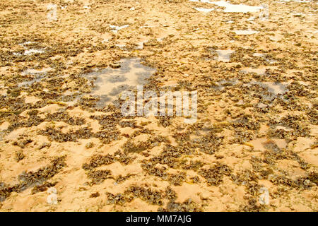 Algen, Areia Vermelha Insel, Areia Vermelha Strand, Areia Vermelha Marine State Park, Cabedelo, Paraiba, Brasilien Stockfoto