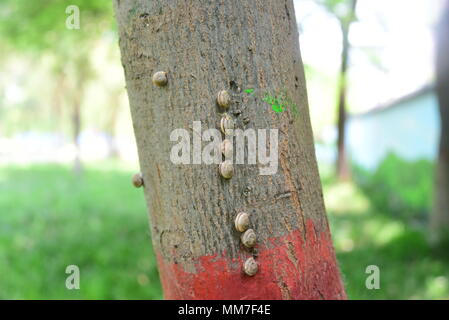 Zhengzhou, Zhengzhou, China. 9. Mai, 2018. Zhengzhou, China - 9. Mai 2018: Schnecken auf Baumstämme sammeln auf der Straße in Zhengzhou, der Central China Provinz Henan. Credit: SIPA Asien/ZUMA Draht/Alamy leben Nachrichten Stockfoto