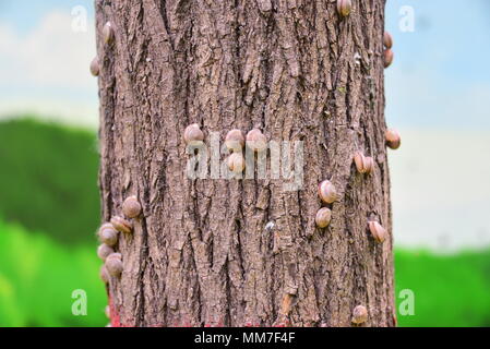 Zhengzhou, Zhengzhou, China. 9. Mai, 2018. Zhengzhou, China - 9. Mai 2018: Schnecken auf Baumstämme sammeln auf der Straße in Zhengzhou, der Central China Provinz Henan. Credit: SIPA Asien/ZUMA Draht/Alamy leben Nachrichten Stockfoto