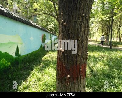 Zhengzhou, Zhengzhou, China. 9. Mai, 2018. Zhengzhou, China - 9. Mai 2018: Schnecken auf Baumstämme sammeln auf der Straße in Zhengzhou, der Central China Provinz Henan. Credit: SIPA Asien/ZUMA Draht/Alamy leben Nachrichten Stockfoto