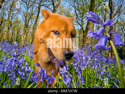 Chesterfield, Derbyshire, UK. 8. Mai 2016. Shia La Wuff, der Chow Chow die Erkundung der Bluebell Woods im Frühling. Nach einem langen, nassen Winter, Frühling hat endlich mit schönen Wetter, viel Farbe und riecht für Vierbeinige pelzigen Freunden zu erkunden. Credit: Bounders Hund Fotografie/Alamy leben Nachrichten Stockfoto