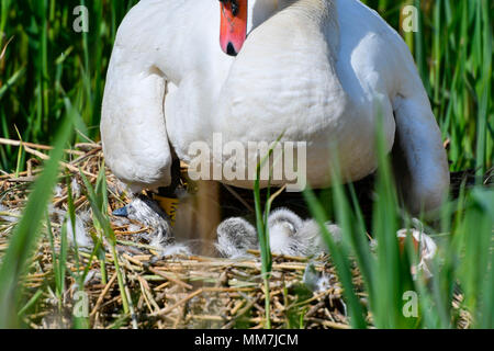 Abbotsbury Swannery, Abbotsbury, Dorset, Großbritannien. 10. Mai 2018. Die erste Der baby Höckerschwan cygnets Schraffuren an Abbotsbury Swannery in Dorset heute. Die Mutter im Zeitpunkt der Fotografieren hatte drei Jungtiere. Abbotsbury Swanner ist die Heimat der weltweit einzige verwalteten Kolonie von Nesting Höckerschwäne. Foto: Graham Jagd-/Alamy leben Nachrichten Stockfoto