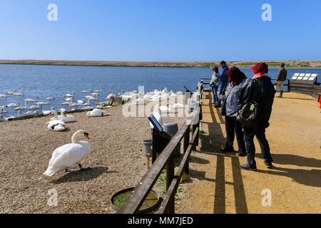 Abbotsbury Swannery, Abbotsbury, Dorset, Großbritannien. 10. Mai 2018. Ein Blick auf die swannery mit Besuchern als das erste der Baby Höckerschwan cygnets start Schraffuren an Abbotsbury Swannery in Dorset heute. Foto: Graham Jagd-/Alamy leben Nachrichten Stockfoto