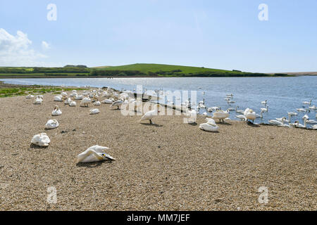 Abbotsbury Swannery, Abbotsbury, Dorset, Großbritannien. 10. Mai 2018. Ein Blick auf die swannery als die Erste der Baby Höckerschwan cygnets start Schraffuren an Abbotsbury Swannery in Dorset heute. Foto: Graham Jagd-/Alamy leben Nachrichten Stockfoto