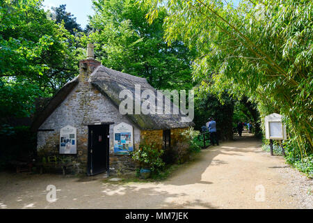 Abbotsbury Swannery, Abbotsbury, Dorset, Großbritannien. 10. Mai 2018. Ein Blick auf die swannery als die Erste der Baby Höckerschwan cygnets start Schraffuren an Abbotsbury Swannery in Dorset heute. Foto: Graham Jagd-/Alamy leben Nachrichten Stockfoto