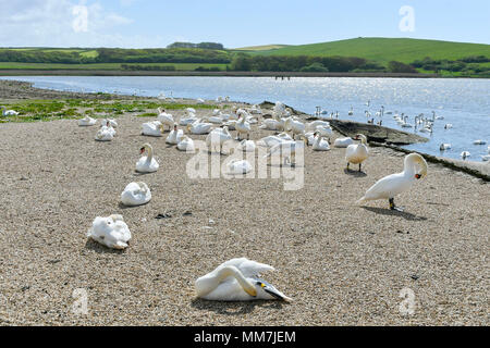 Abbotsbury Swannery, Abbotsbury, Dorset, Großbritannien. 10. Mai 2018. Ein Blick auf die swannery als die Erste der Baby Höckerschwan cygnets start Schraffuren an Abbotsbury Swannery in Dorset heute. Foto: Graham Jagd-/Alamy leben Nachrichten Stockfoto