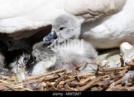 Erste Cygnets Hatch an Abbotsbury Swannery, Dorset, Heimat der weltweit einzige verwalteten Kolonie von Nesting Höckerschwäne Credit: Finnbarr Webster/Alamy leben Nachrichten Stockfoto