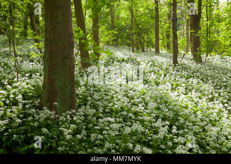 Brumby Holz, Scunthorpe, Großbritannien. 10. Mai 2018. UK Wetter: am frühen Morgen Licht auf Bärlauch (Allium ursinum), die in einer englischen Wälder im Frühjahr. Brumby Holz, Scunthorpe, North Lincolnshire, Großbritannien. 10. April 2018. Quelle: LEE BEEL/Alamy leben Nachrichten Stockfoto