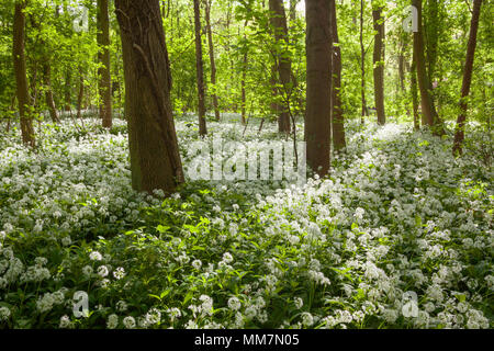 Brumby Holz, Scunthorpe, Großbritannien. 10. Mai 2018. UK Wetter: am frühen Morgen Licht auf Bärlauch (Allium ursinum), die in einer englischen Wälder im Frühjahr. Brumby Holz, Scunthorpe, North Lincolnshire, Großbritannien. 10. April 2018. Quelle: LEE BEEL/Alamy leben Nachrichten Stockfoto