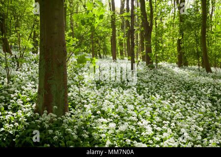 Brumby Holz, Scunthorpe, Großbritannien. 10. Mai 2018. UK Wetter: am frühen Morgen Licht auf Bärlauch (Allium ursinum), die in einer englischen Wälder im Frühjahr. Brumby Holz, Scunthorpe, North Lincolnshire, Großbritannien. 10. April 2018. Quelle: LEE BEEL/Alamy leben Nachrichten Stockfoto