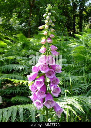 Rosa Blume Fingerhut von Farnen in einem Waldgebiet umgeben Stockfoto
