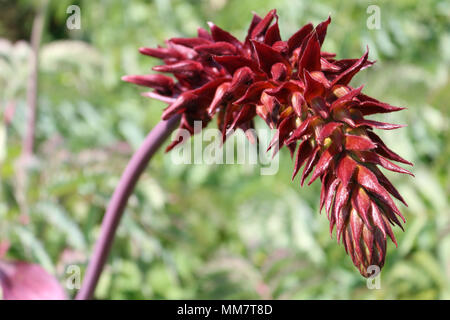 Riesige Honig Blume, Melianthus Major Stockfoto