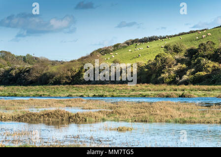 Schafe in einem Feld mit Blick auf den Fluss Gannel in Newquay Cornwall. Stockfoto