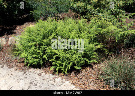 Bracken fern oder auch als Pteridium esculentum bekannt Stockfoto