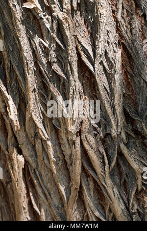 Grob strukturierte Rinde auf alten Pappel (Populus canescens); Vandaveer Ranch; Salida, Colorado, USA Stockfoto