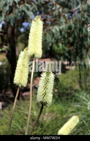 Nahaufnahme von Xanthorrhoea macronema oder als Bottlebrush Gras Baum Blumen bekannt Stockfoto