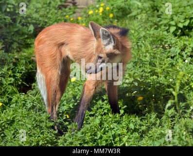 Mähnenwolf (Chrysocyon Brachyurus), dem weltweit größten canid. Es ist nur Arten in der Gattung Chrysocyon (d. h. 'Golden Dog'). Stockfoto