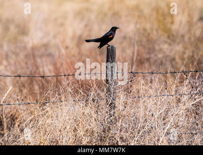 Red-winged blackbird (Agelaius phoeniceus); auf Ranch Zaun; Colorado; USA Stockfoto