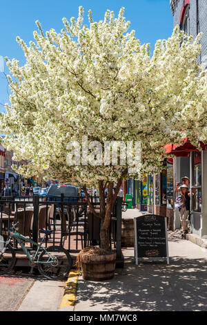 Flowering Cherry Blossom tree; Prunus; Sidewalk Cafe & Restaurant; Salida, Colorado, USA Stockfoto