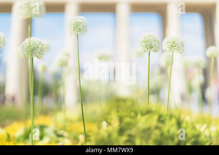 Verschwommen Lauch, weiße Blüten, sonniger Tag im Park, Architektur, Eingang, weiches Licht Sommer abstrakten Hintergrund mit Bokeh Stockfoto