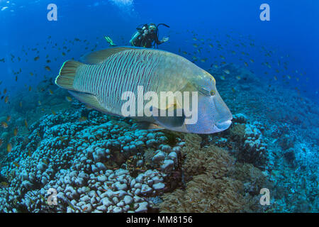 Weibliche Scuba Diver dauert Nahaufnahme Videoaufnahmen von büffelkopf Maori Wrasse (Cheilinus undulatus). Raja Ampat, Indonesien Stockfoto