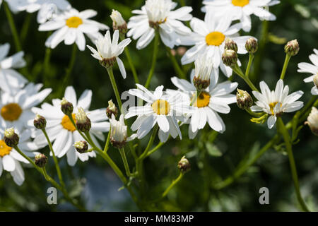 , Renfenekrage corymbflower Rainfarn (Tanacetum Corymbosum) Stockfoto