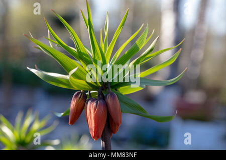 'Alba' Crown Imperial, Kejsarkrona, (Fritillaria imperialis) Stockfoto