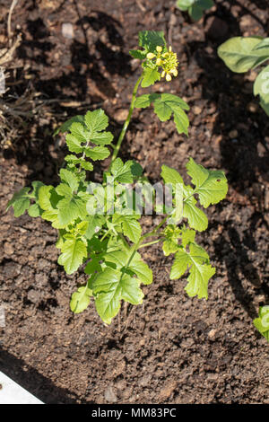 Weißer Senf (Sinapis alba) Vitsenap Stockfoto