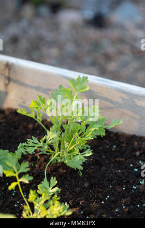 Wermut (Artemisia Absinthium Äkta malört) Stockfoto