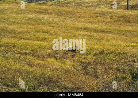 White-tailed doe aus ihrer flauschigen weißen Schwanz Stockfoto