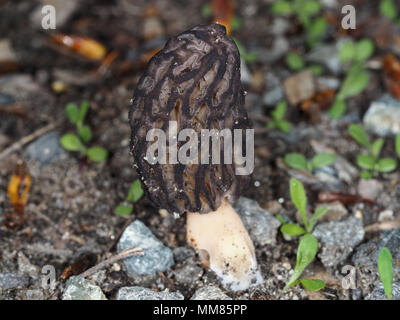 Wilden schwarzen Morel Pilz (höchstwahrscheinlich) Morchella brunnea im Zentrum von Washington State, USA Stockfoto