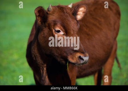 Gesicht Nahaufnahme von roten cornished grünes Gras Hintergrund. Stockfoto