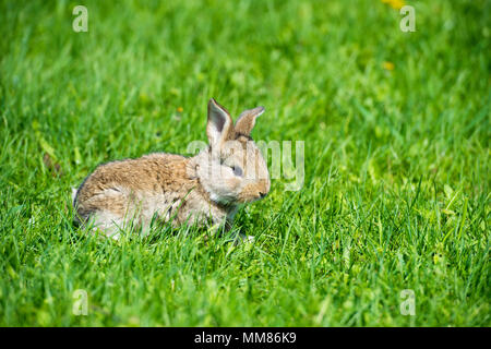 Niedliche Hase mit blume Löwenzahn im Gras sitzen. Tier Natur Lebensraum, Leben in der Wiese. Europäische Kaninchen oder Hase, Oryctolagus cuniculus, Hi Stockfoto