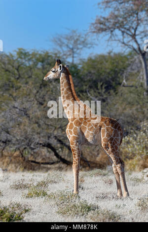 Namibischen Giraffe oder angolanischen Giraffe (Giraffa Camelopardalis angolensis), junge Tier stehen, regungslos, Etosha National Park, Namibia, Afrika Stockfoto