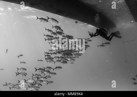 Taucher schwimmen mit Schule der Schlauch eye-Buchsen Stockfoto